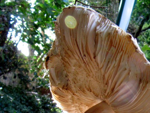 FUNGOS UMIDOS II - London - Luciana Franzolin