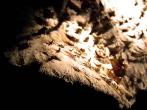 FUNGOS UMIDOS III - London - Luciana Franzolin