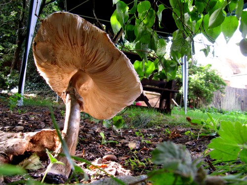 FUNGOS UMIDOS - London - Luciana Franzolin