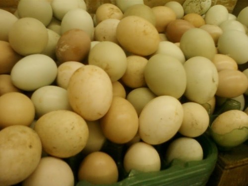 egg . Belo Horizonte . Gabriela Canale