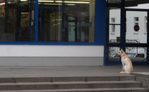 Espera Do Cão (Wir warten draußen) - Berlin - Ísis Fernandes