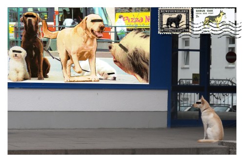 Welcome to Dogville - Dogville - Jaime Scatena Welcome to Dogville - Dogville - Jaime Scatena