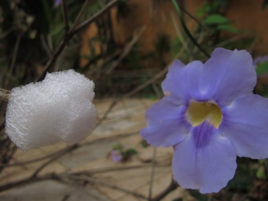 quintal - Londrina - Chico Santos