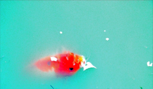 Carpio Diem | Jaguariúna | Tiago Spina