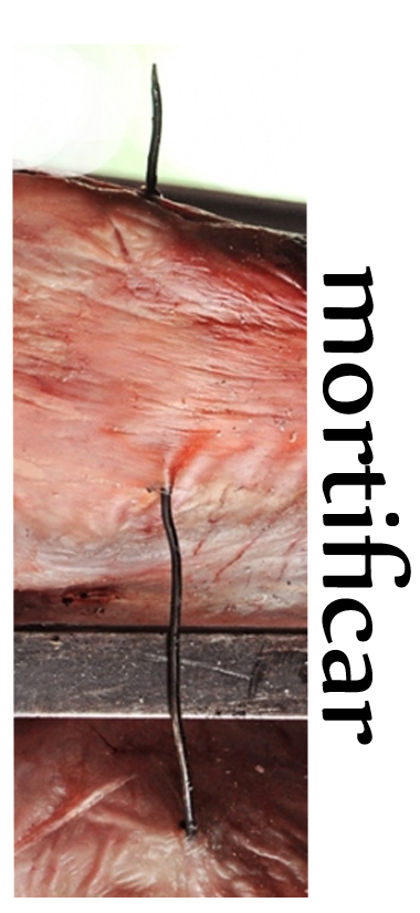 mortificar | Porto Alegre s/ Curitiba | Gabriela Canale