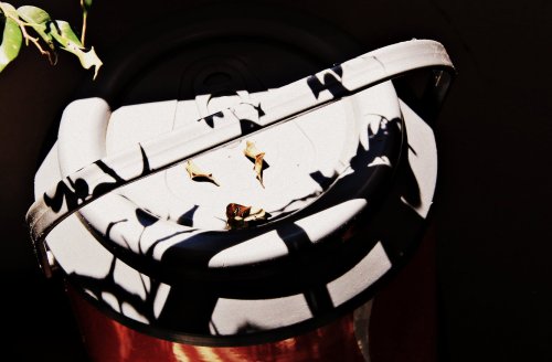 Sombra e Folhas Secas |Elza Cohen |São Paulo