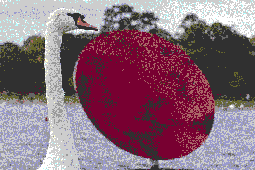 Kapoor's Swan | London/Atibaia | Jaime Scatena