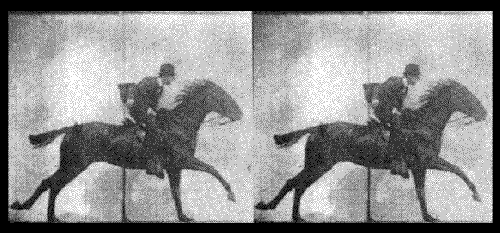 Muybridge.GIF | São Paulo/Atibaia | Jaime Scatena Muybridge.GIF | São Paulo/Atibaia | Jaime Scatena