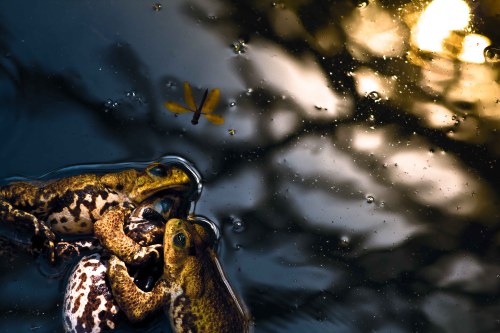 Olha a libélula Phelipe ! | Atibaia | Júnior Amojr