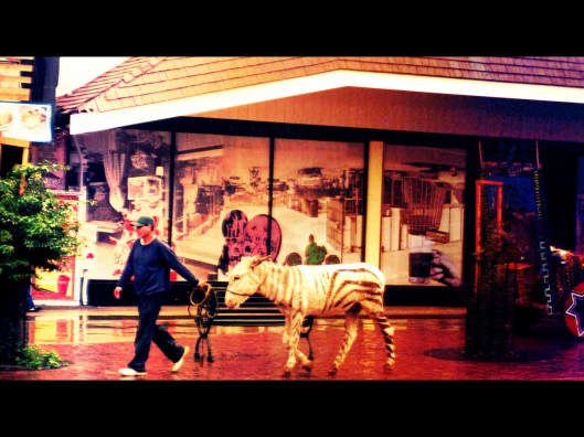 Zonkey on the Road | Tijuana/Dortmund | Tabea Huth