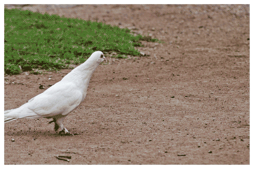 Fui | Atibaia | Jaime Scatena