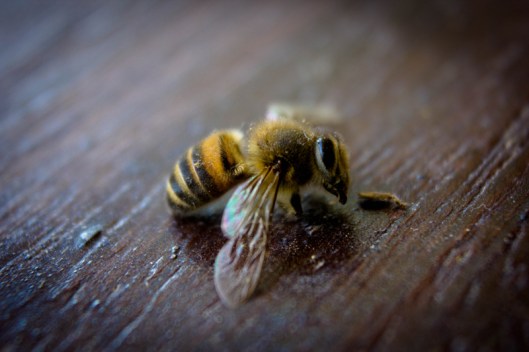 Image 7: The bee dies | Atibaia | Phelipe Aquino Image 7: The bee dies | Atibaia | Phelipe Aquino
