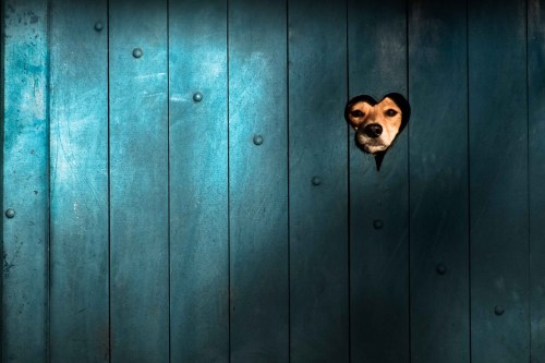  Eu amo Hot Dog  | Atibaia | Junior Amojr