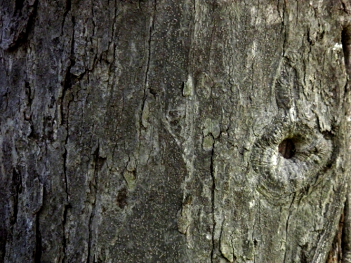 Arvi... | Jaguariúna | Tiago Spina