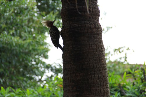As árvores crescem pra cima como as pessoas | São Paulo | Elza Cohen