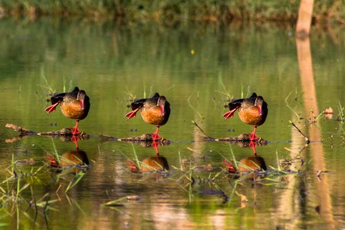 Tudo junto ao mesmo tempo | Atibaia | Junior Amojr Tudo junto ao mesmo tempo | Atibaia | Junior Amojr