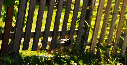 let me in | Povoação do Rio Doce | Gabriela Canale