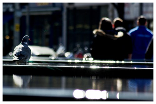 More Pigeon | London | Jaime Scatena