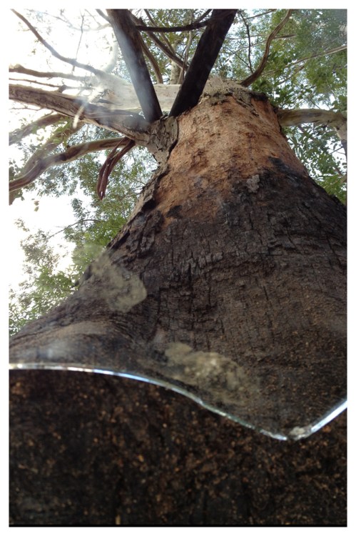 Árvore | Fazenda Serrinha | Jaime Scatena