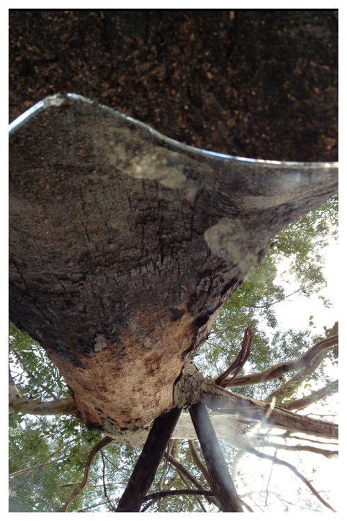 Raízes aéreas | Fazenda Serrinha | Jaime Scatena