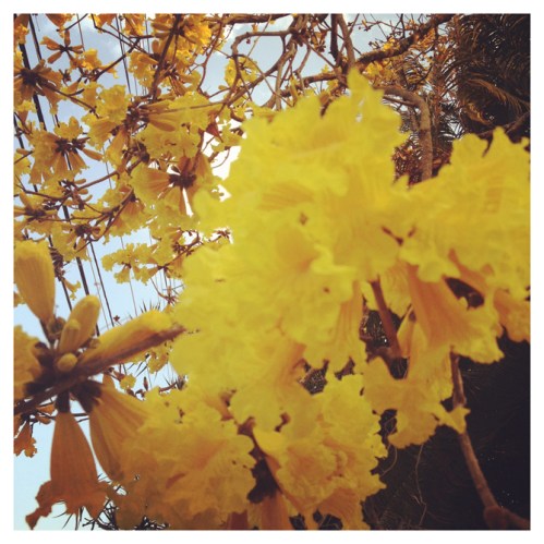 I see Ipê | Atibaia | Jaime Scatena