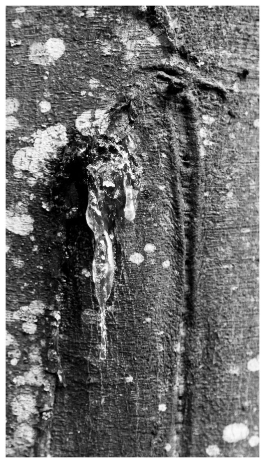 acomplished desire | London | R.Cambusano