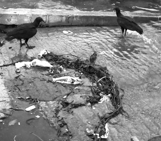 CORPOS | Vitória | Gabriela Canale