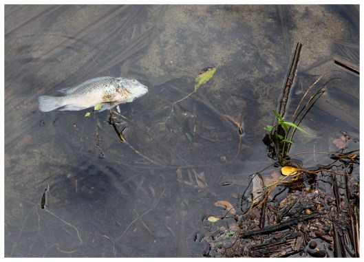 permanent absence of consciousness | London | R.Cambusano