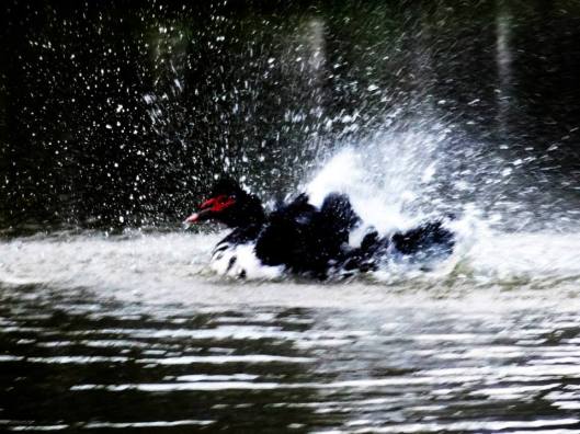 PATO | Porto Alegre | Gabriela Canale