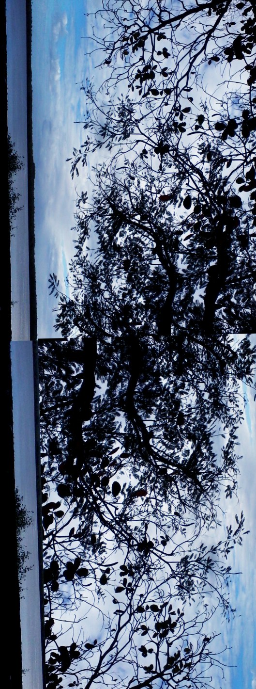 plantas | Caravelas | Gabriela Canale