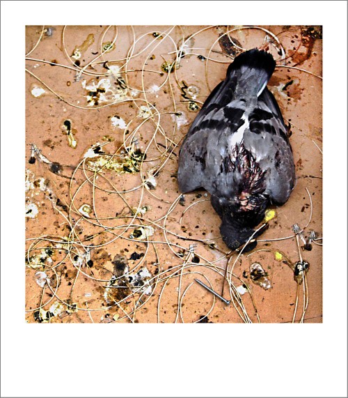 real dead one | Florence | R.Cambusano