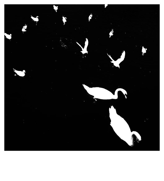 those that fly  | London | R.Cambusano