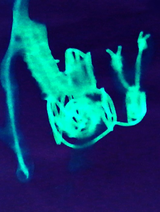 caracol | Vitória | desenho de Beatriz Hubner edição de Gabriela Canale