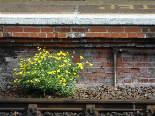 faz quase um ano_multigraphias