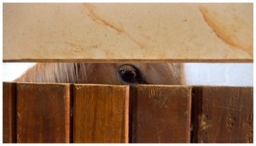 equus and me | Jacarei | R.Cambusano