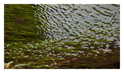 Stream is like a dream 1 | London | r.cambusano