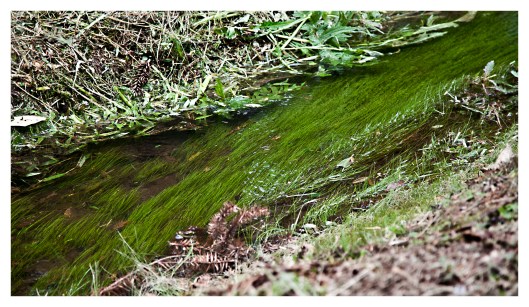 Stream is like a dream 1 | London | r.cambusano