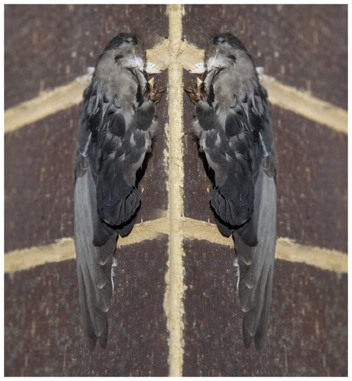 entitle to non-interference | London | R.Cambusano