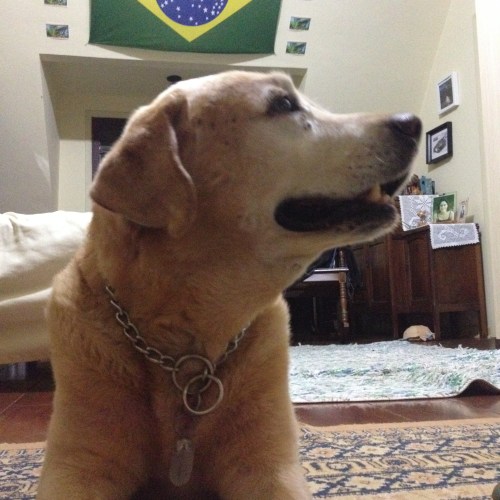 Born to be wild | Atibaia | Jaime Scatena