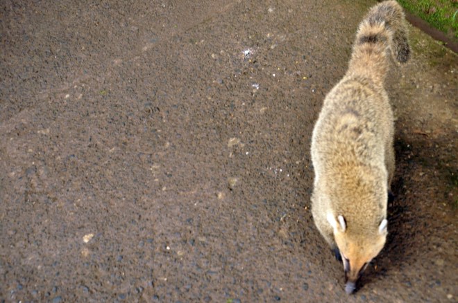 Animal selvagem | Foz do Iguaçu | Gabriela Canale