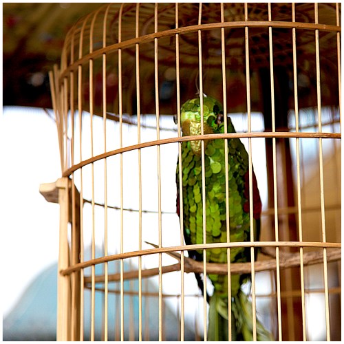 Strategy for the iterated prisoner’s dilemma | London | R.Cambusano