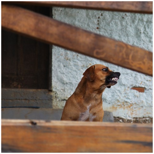 where-is-my-bones-bitch | London | R.Cambusano