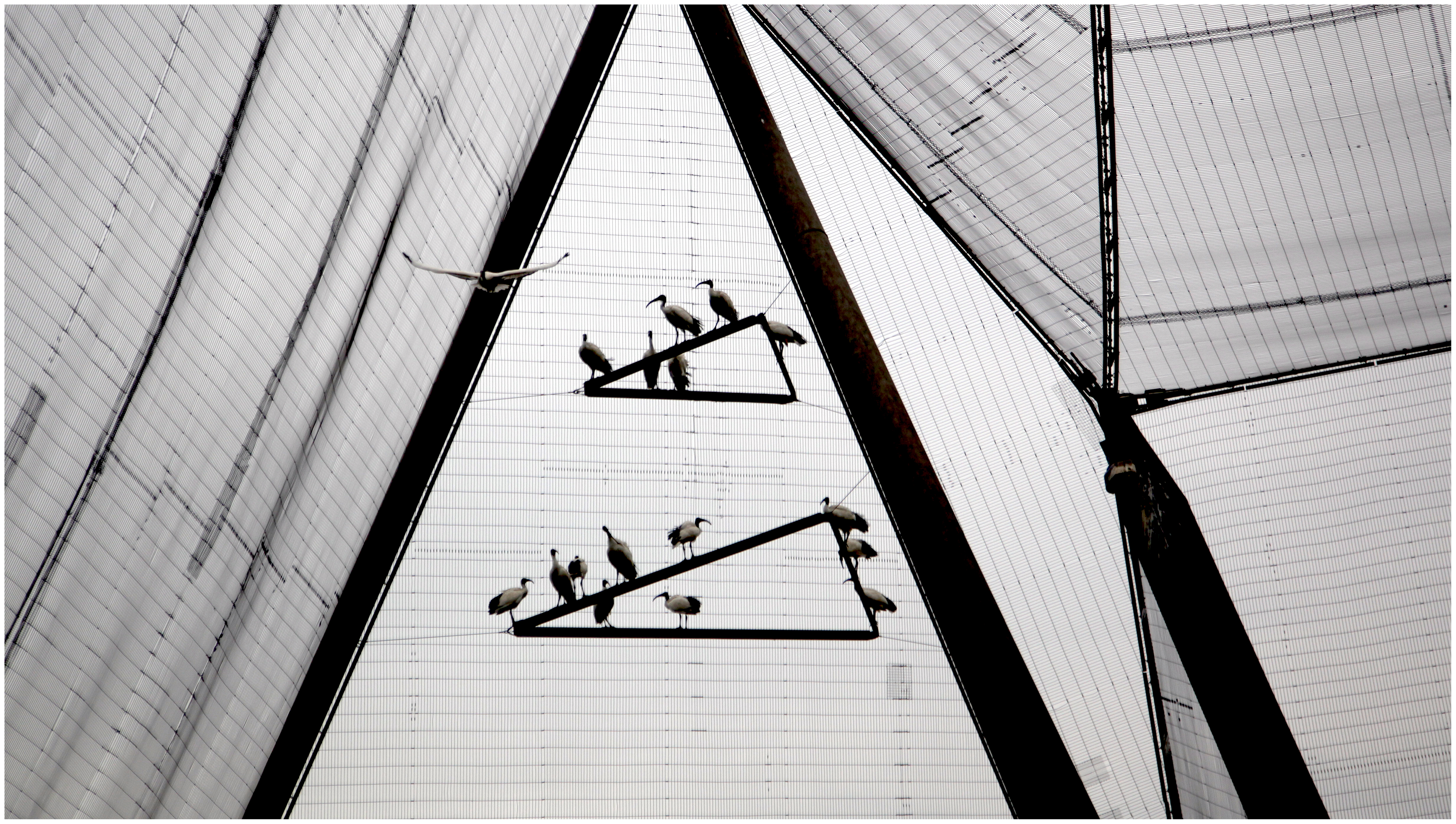 short_fly | London | R.Cambusano