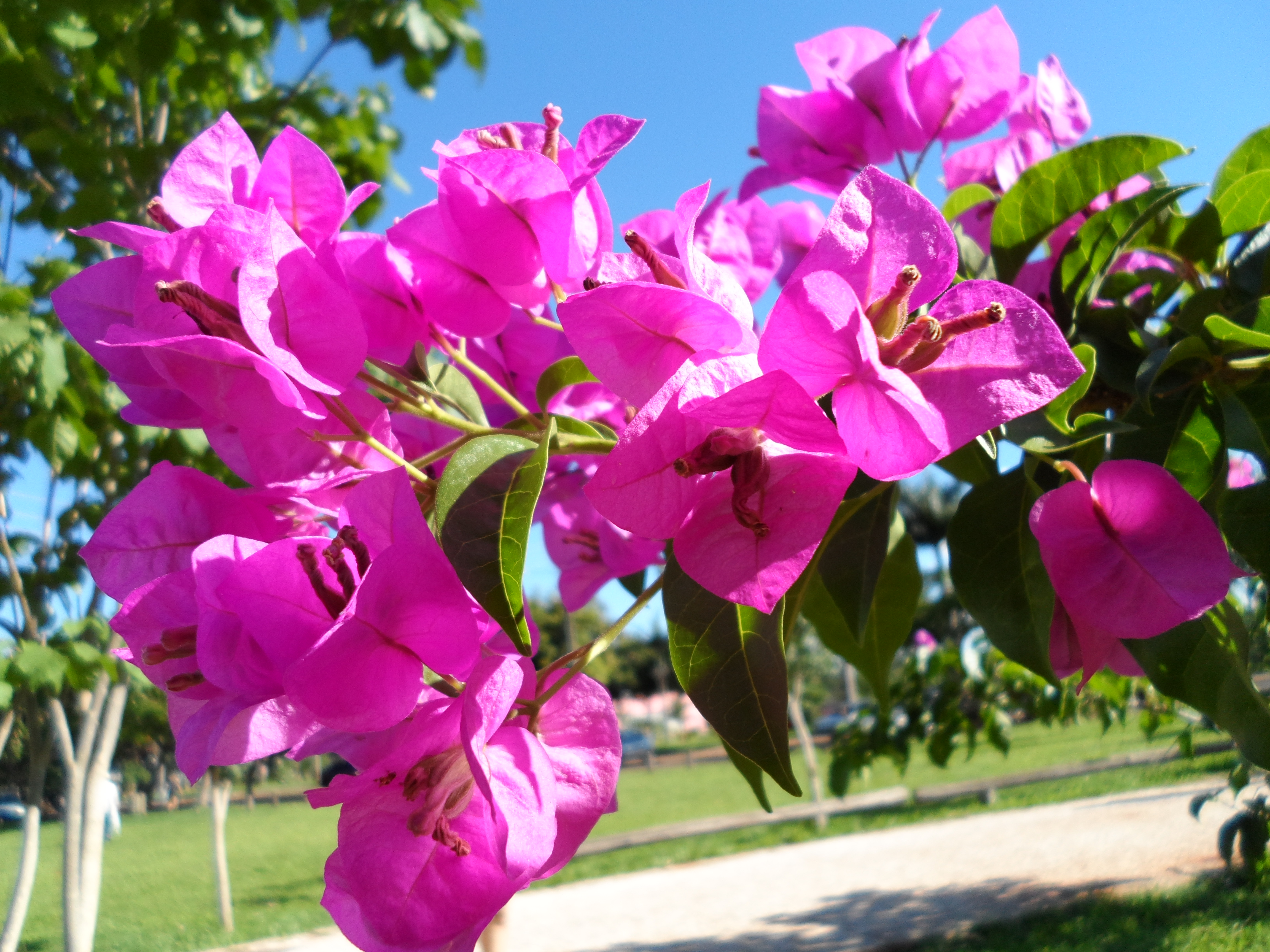 maria-suelly-pinheiro